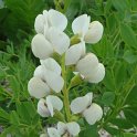 Baptisia lactea fleur